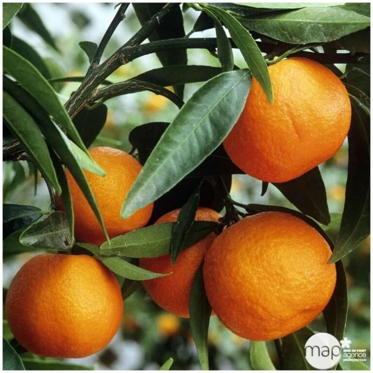 Einhell Boutique 27 Einhell Boutique -Einhell Boutique 552321 002 768x768 1