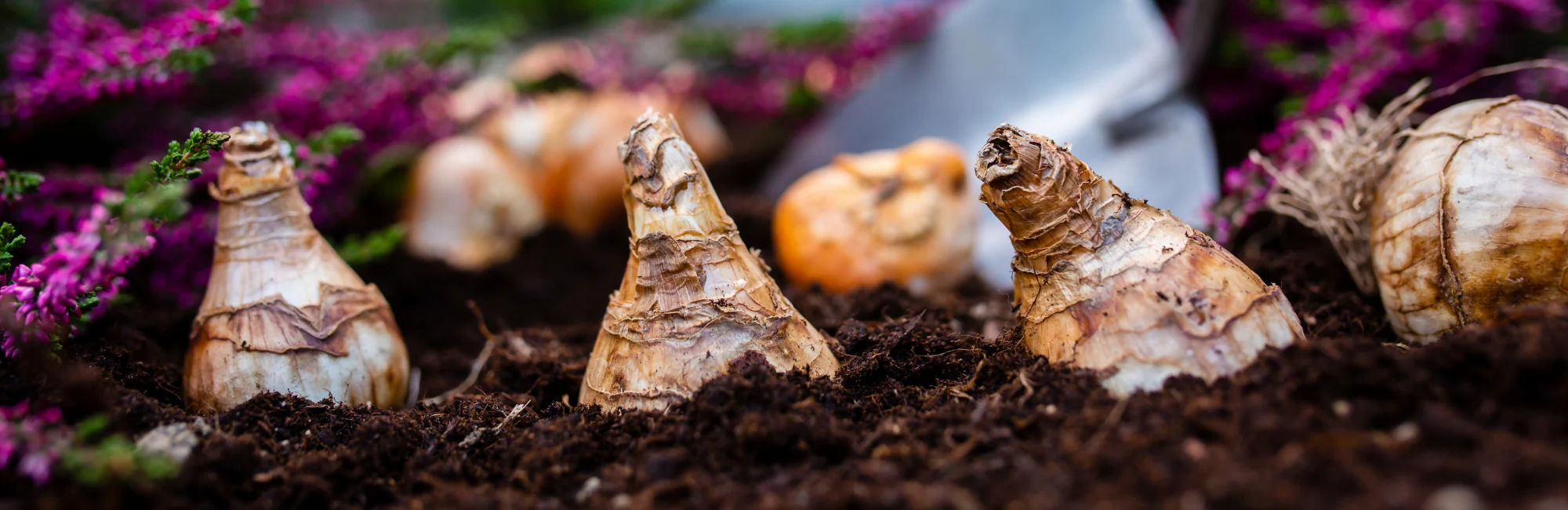 Einhell Boutique 29 Einhell Boutique -Einhell Boutique Planter bulbes rustiques automne